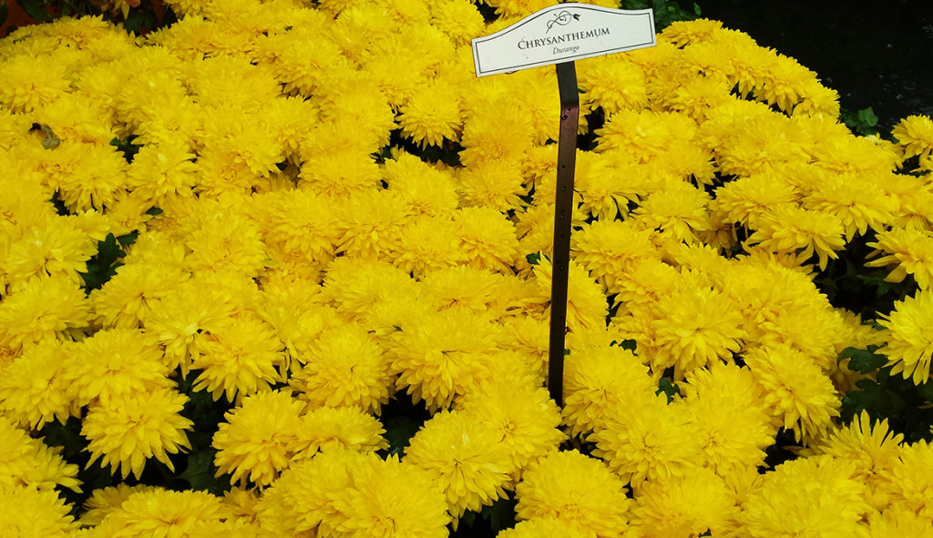 Yellow Chrysanthemum, Bellagio Conservatory