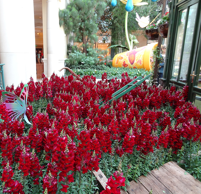 Red Flowers, Bellagio Conservatory and Botanical Gardens, Las Vegas