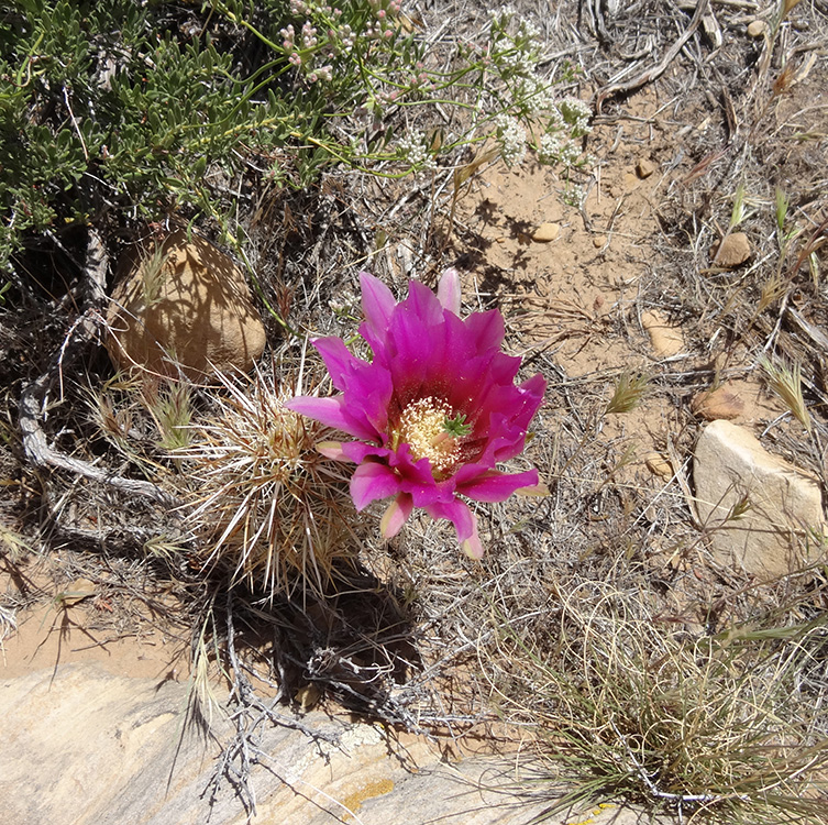 Desert Flower, Pine Creek Trail, Red Rock National Park, Las Vegas