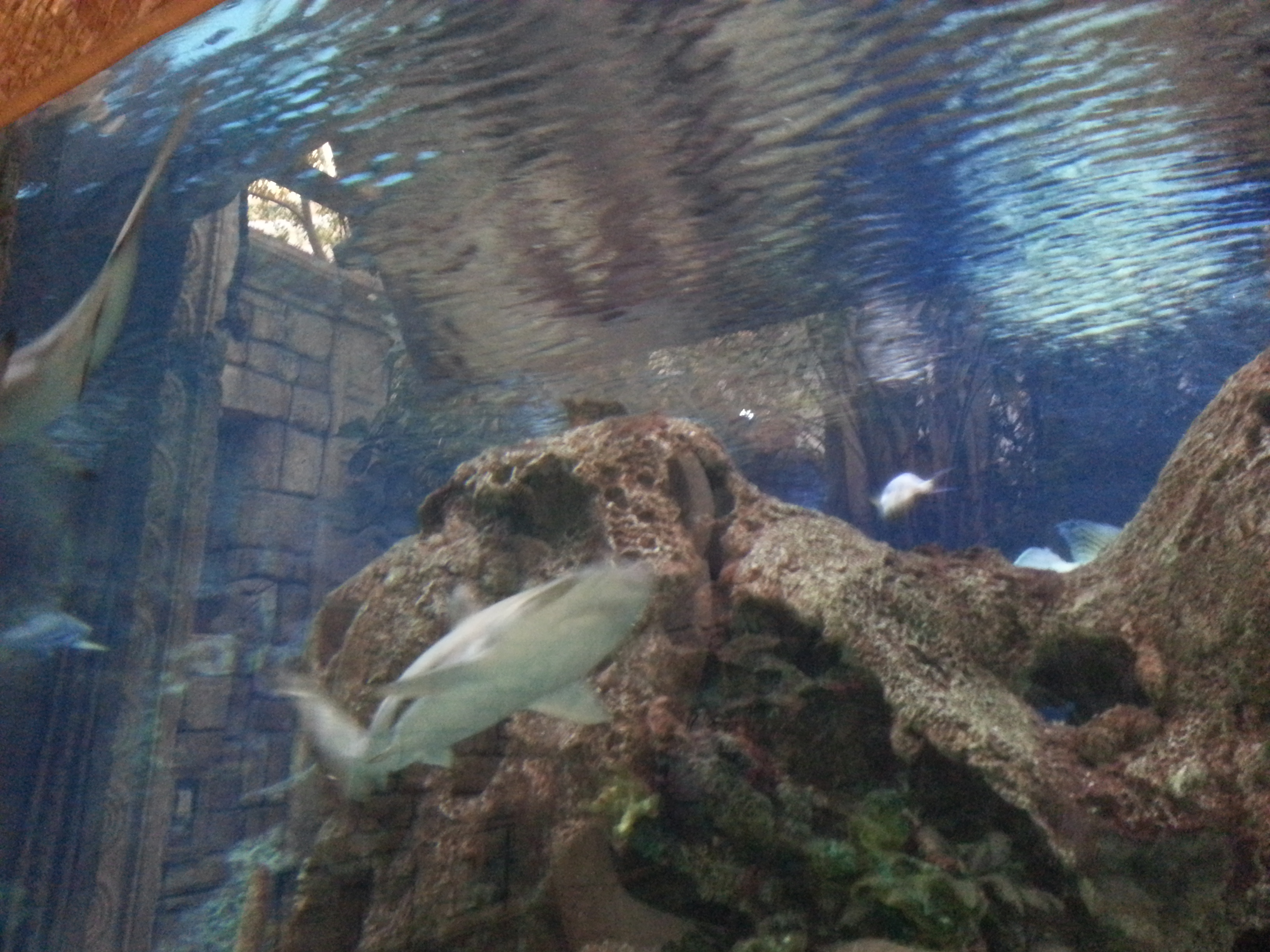 A golden crocodile at Shark Reef Aquarium at Mandalay Bay. The