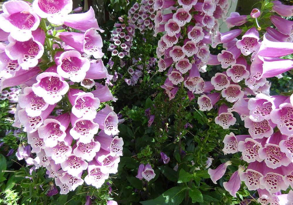 Bellagio Conservatory & Botanical Gardens, Digitalis Foxglove Flowers