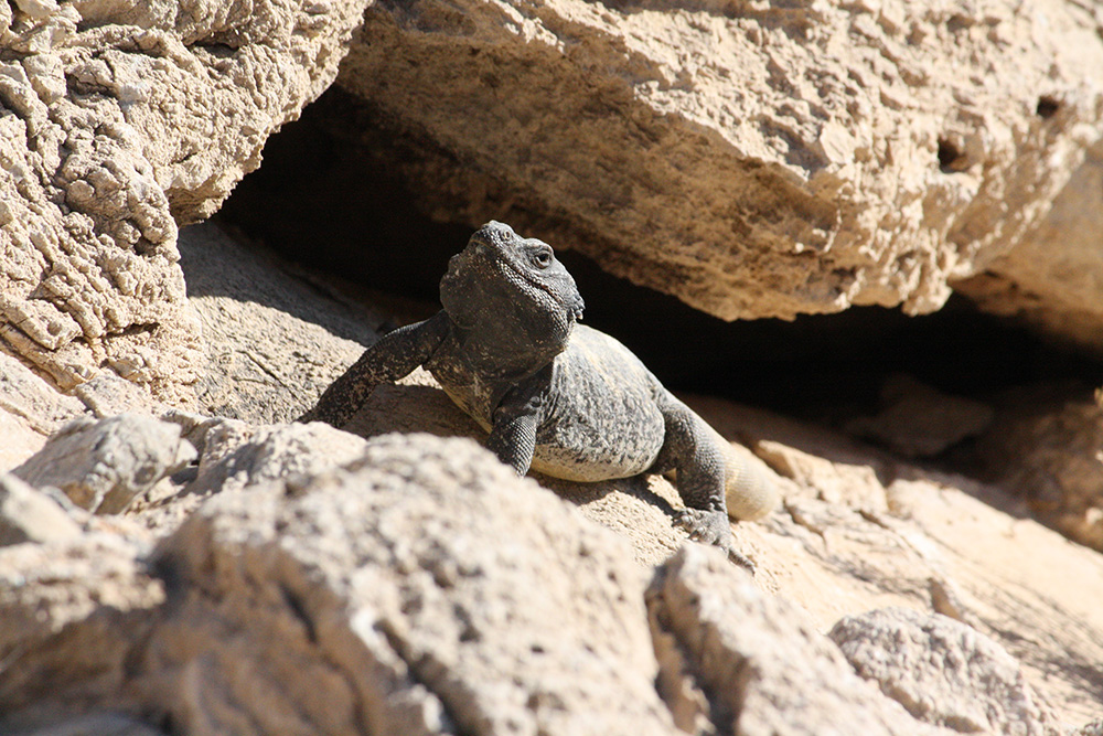 Lizard Closeup, Lone Mountain Hike, Northwest Las Vegas