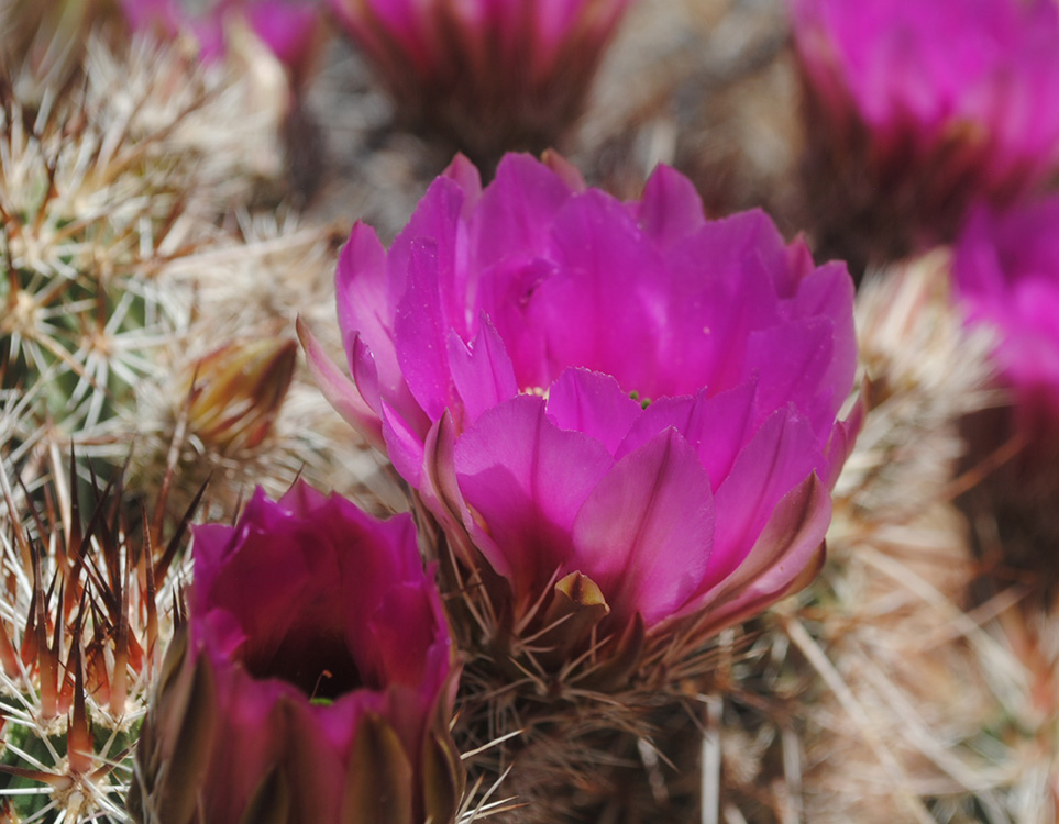 Desert Flower in Bloom, Pine Creek Trail, Red Rock Vegas