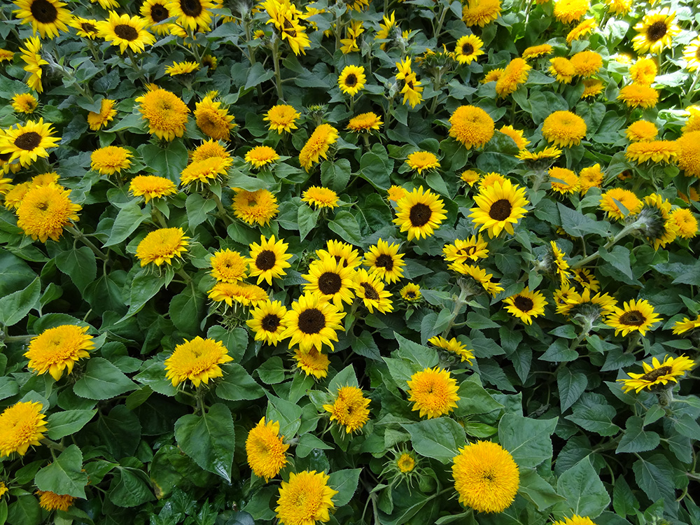Sunflowers in Summer Celebration, Bellagio Conservatory & Botanical Gardens, Las Vegas