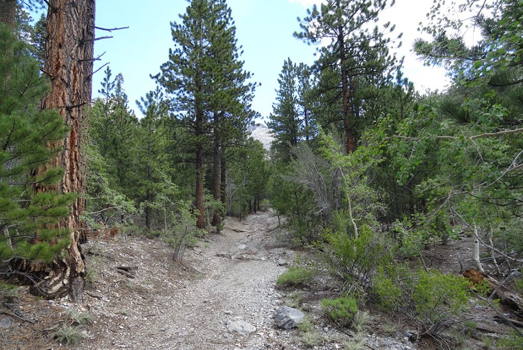 Trail Canyon, Spring Mountains, Mt Charleston NV