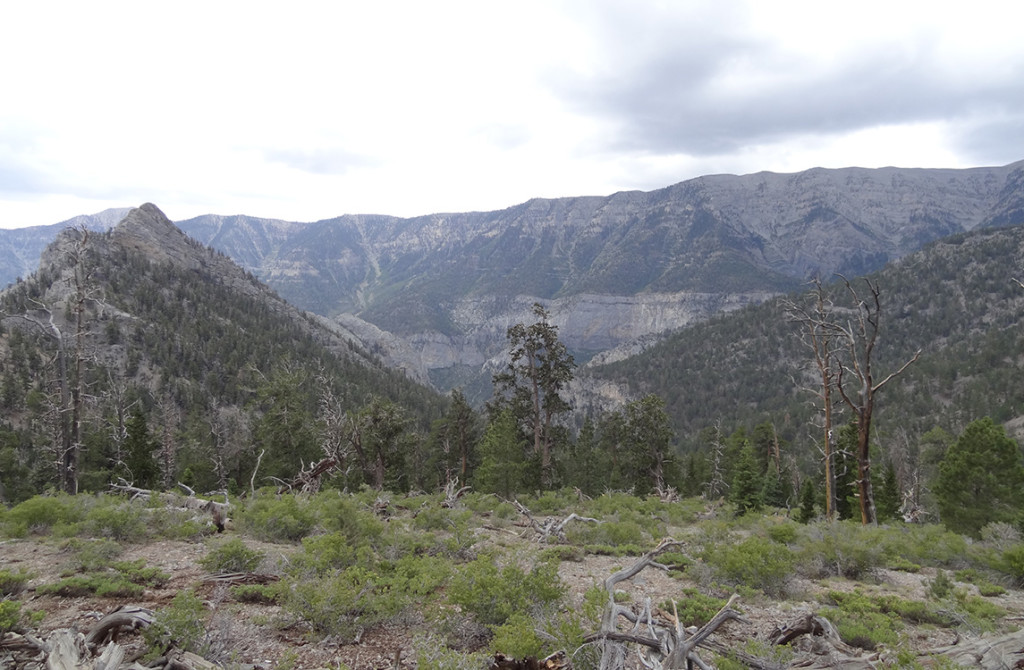 View of Spring Mountains from Trail Canyon, Mt Charleston Area NV