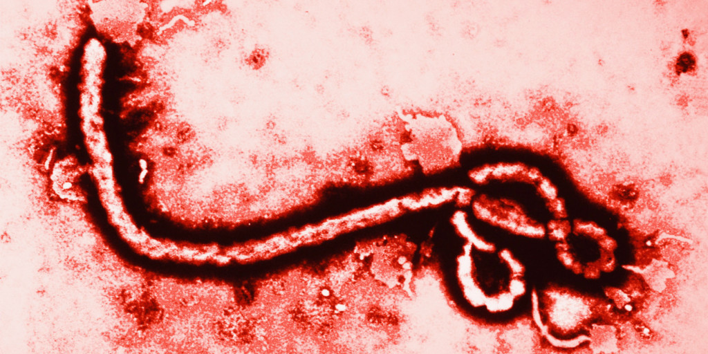 Ebola Image