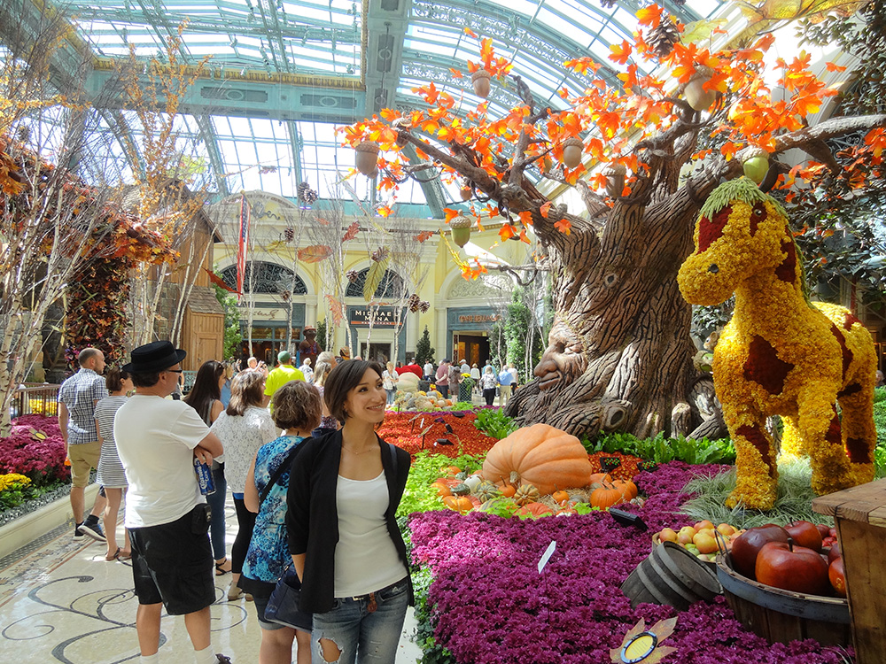 Bellagio Conservatory, Botanical Gardens Autumn Harvest, 2014 Las Vegas