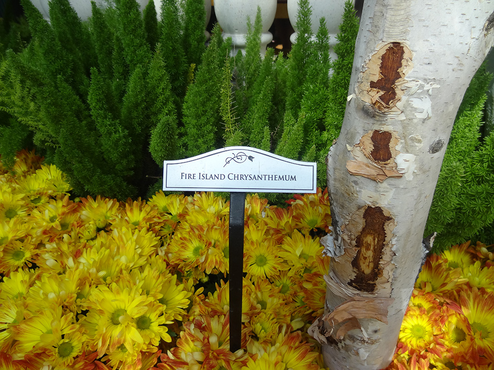 Fire Island Chrysanthemum, Bellagio Conservatory & Botanical Gardens Autumn Celebration, 2014 Vegas