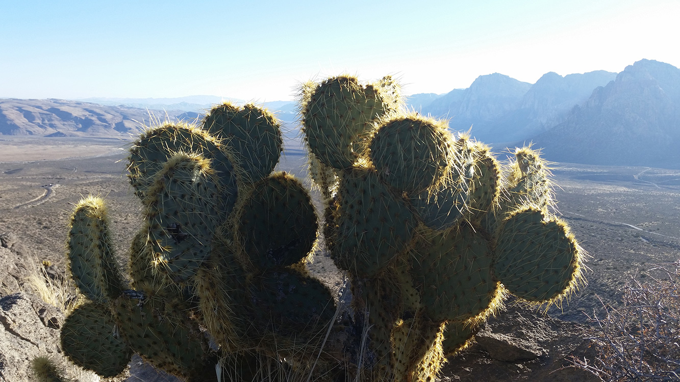 Cactus-atop-Keystone-Thrust,-Red-Rock-Canyon,-Las-Vegas
