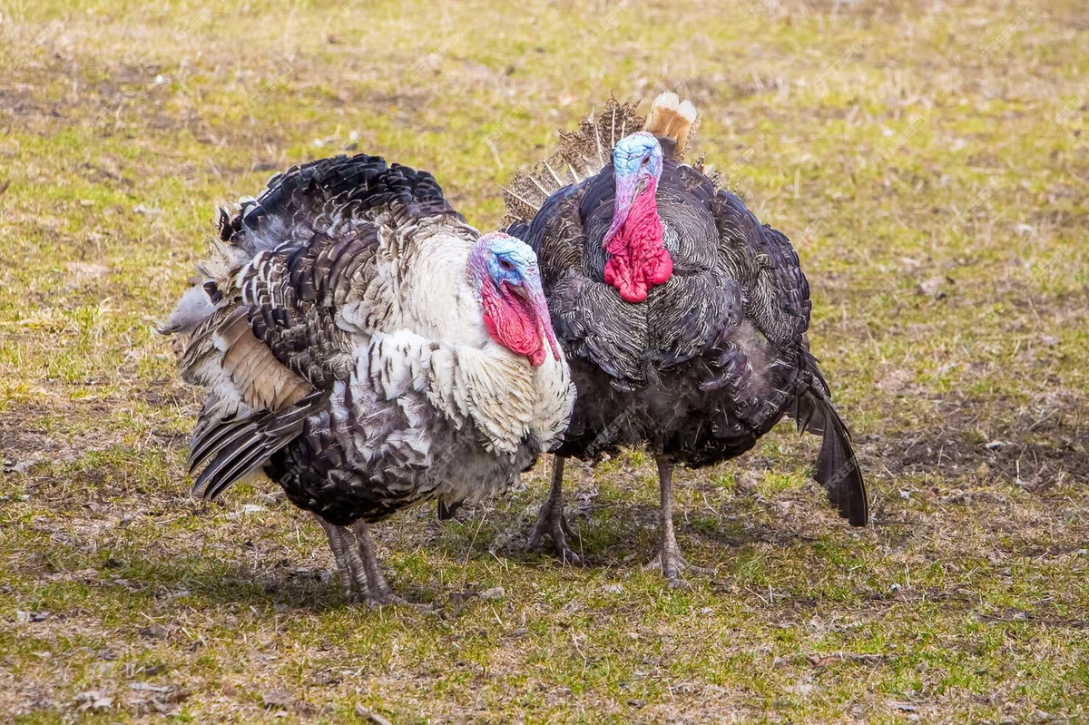 PETA Uncovers Alarming Animal Abuse at Butterball Turkey Plant